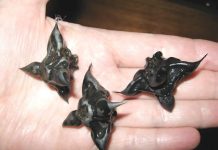 Strani susjedi su mi dali ovo i poželjeli mi „prijatno“, ali bilo je nešto tvrdo i uopće nije ličilo na hranu, više kao jaje. Strani susjedi su mi dali ovo i poželjeli mi „prijatno“, ali bilo je nešto tvrdo i uopće nije ličilo na hranu, više kao jaje. - featured image