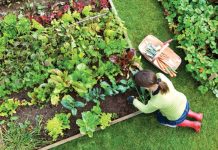 7 vrsta povrća koje gotovo nikada ne treba đubriti: Rastu uz vodu, sunce i malo brige 🌱 7 vrsta povrća koje gotovo nikada ne treba đubriti: Rastu uz vodu, sunce i malo brige 🌱 - featured image