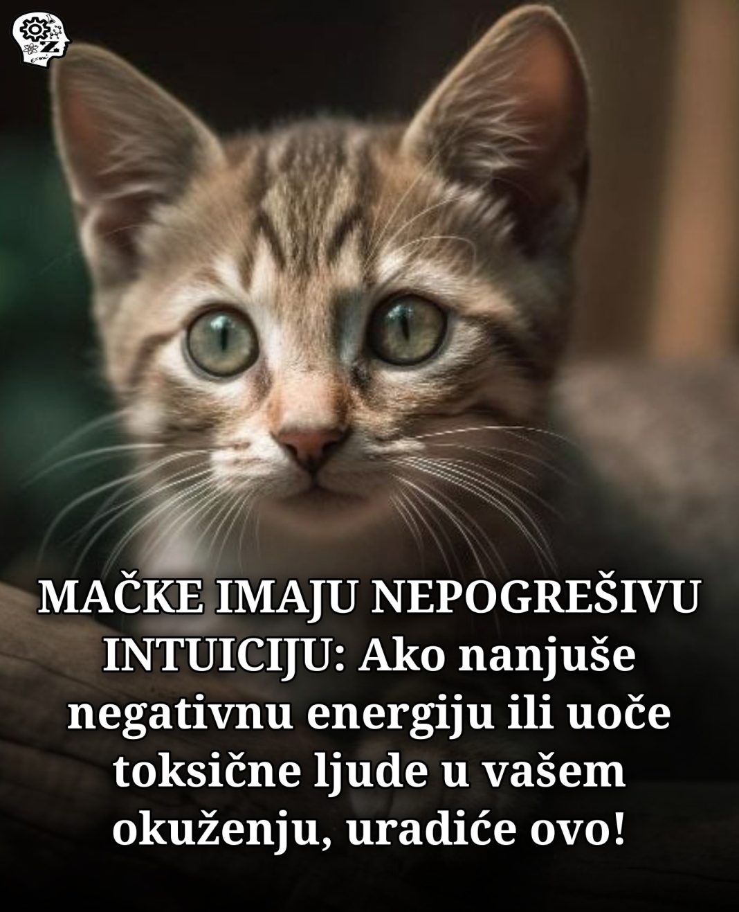 MAČKE IMAJU NEPOGREŠIVU INTUICIJI: Ako nanjuše negativnu energiju ili uoče toksične ljude u vašem okuženju, uradiće ovo! - featured image