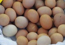 Čaroban lijek za štitnjaču, srce, krv i kosti mi ga bacamo kao da je obično smeće! Čaroban lijek za štitnjaču, srce, krv i kosti mi ga bacamo kao da je obično smeće! - featured image