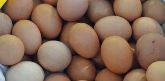 Čaroban lijek za štitnjaču, srce, krv i kosti mi ga bacamo kao da je obično smeće! Čaroban lijek za štitnjaču, srce, krv i kosti mi ga bacamo kao da je obično smeće! - featured image