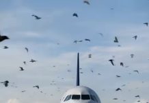 Ptice neočekivano okružile avion, a piloti su morali prinudno sletjeti: razlog je sve iznenadio 😲😱 Ptice neočekivano okružile avion, a piloti su morali prinudno sletjeti: razlog je sve iznenadio 😲😱 - featured image