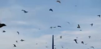 Ptice neočekivano okružile avion, a piloti su morali prinudno sletjeti: razlog je sve iznenadio 😲😱 Ptice neočekivano okružile avion, a piloti su morali prinudno sletjeti: razlog je sve iznenadio 😲😱 - featured image