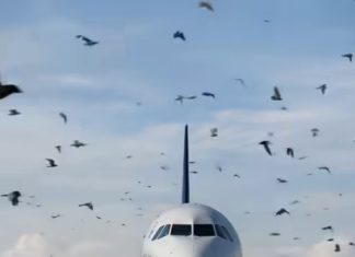 Ptice neočekivano okružile avion, a piloti su morali prinudno sletjeti: razlog je sve iznenadio 😲😱 Ptice neočekivano okružile avion, a piloti su morali prinudno sletjeti: razlog je sve iznenadio 😲😱 - featured image
