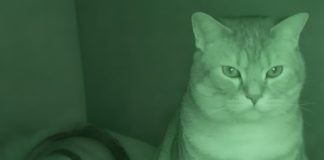 Nisam razumela zašto nas mačka svake noći posmatra mene i mog muža dok spavamo. Nisam razumela zašto nas mačka svake noći posmatra mene i mog muža dok spavamo. - featured image