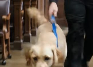 Kad su se teška vrata sudnice otvorila i unutra ušao pas, gotovo nitko nije obraćao posebnu pažnju… Ali nekoliko sekundi kasnije zaustavio se pred optuženim muškarcem, ponjušio mu ruke, a ono što se zatim dogodilo natjeralo je suca da zaustavi suđenje Kad su se teška vrata sudnice otvorila i unutra ušao pas, gotovo nitko nije obraćao posebnu pažnju… Ali nekoliko sekundi kasnije zaustavio se pred optuženim muškarcem, ponjušio mu ruke, a ono što se zatim dogodilo natjeralo je suca da zaustavi suđenje - featured image