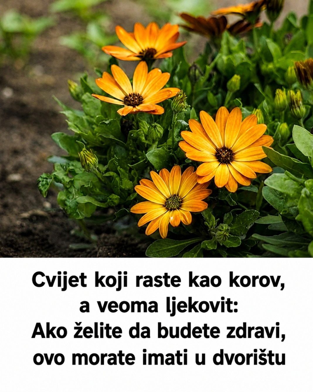 Cvijet koji raste kao korov, a veoma ljekovit: Ako želite da budete zdravi, ovo morate imati u dvorištu - featured image