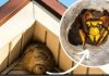 Domaći TRIK za otklanjanje stršljena: Samo sam ga stavio u baštu i sutradan ih nema! Domaći TRIK za otklanjanje stršljena: Samo sam ga stavio u baštu i sutradan ih nema! - featured image