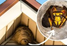 Domaći TRIK za otklanjanje stršljena: Samo sam ga stavio u baštu i sutradan ih nema! Domaći TRIK za otklanjanje stršljena: Samo sam ga stavio u baštu i sutradan ih nema! - featured image