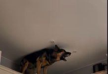 U zadnje vrijeme, moj pas se penjao na kuhinjske ormariće i glasno režao – u početku sam mislila da je poludio, dok nisam shvatila na šta laje 😲😱 U zadnje vrijeme, moj pas se penjao na kuhinjske ormariće i glasno režao – u početku sam mislila da je poludio, dok nisam shvatila na šta laje 😲😱 - featured image